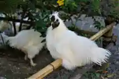 高屋敷稲荷神社の動物