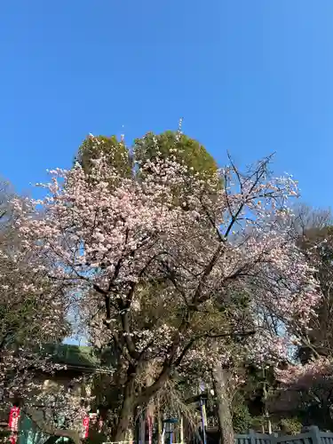 五條天神社の自然