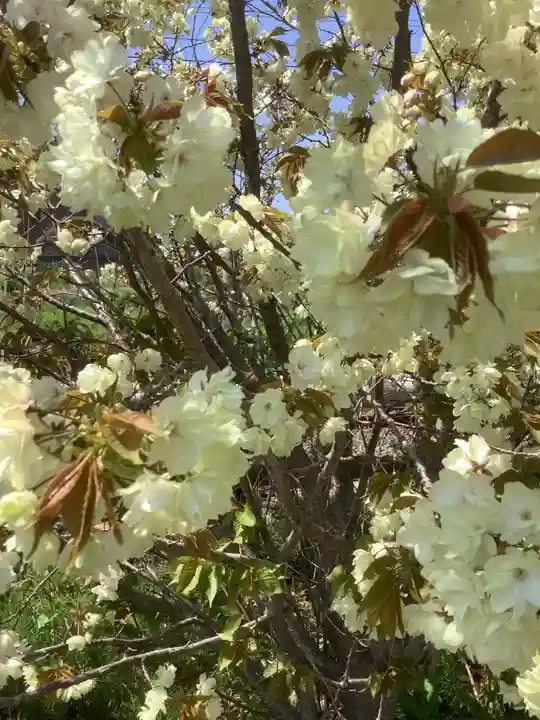 上地八幡宮の自然