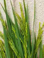 伏木香取神社の自然