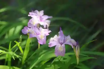 開成山大神宮の自然
