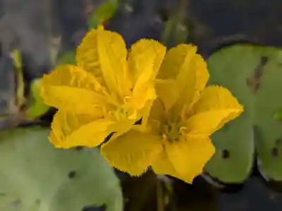 岩井八坂神社(茨城県)