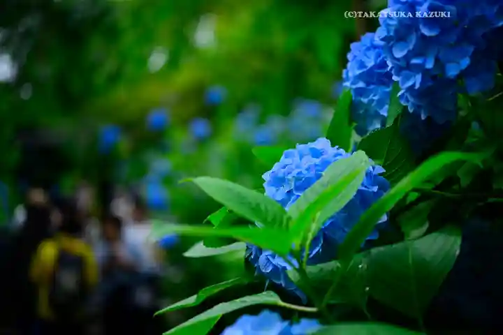 明月院(神奈川県)