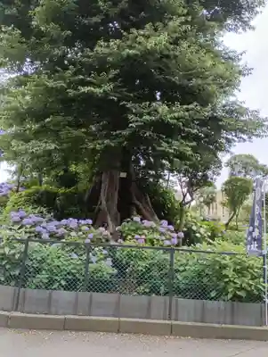 白山神社(東京都)
