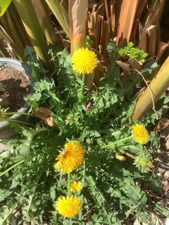 三輪神社の自然