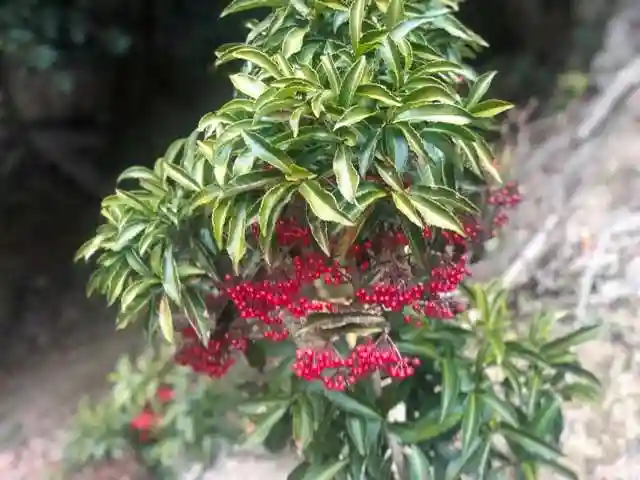 木舟山 順教寺の自然