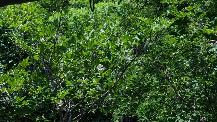 東林院の自然