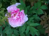 長福寺の自然
