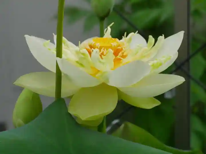 極楽山 浄土寺の庭園