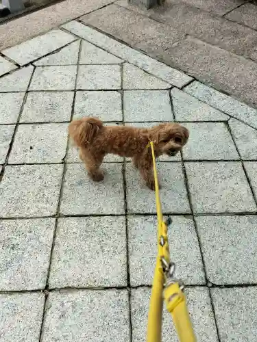 草津八幡宮の動物