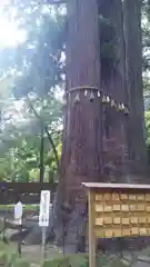 日枝神社の自然