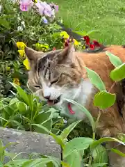 秩父札所十三番 慈眼寺の動物