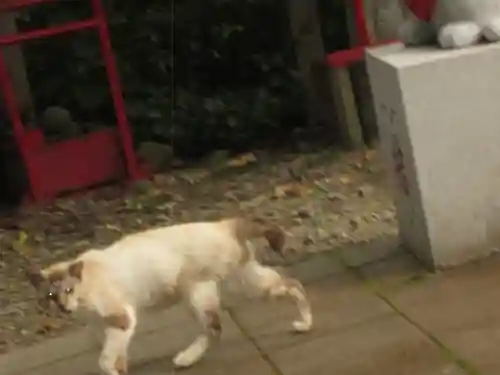 鹿角八坂神社の動物