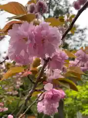 鶴岡八幡宮の自然