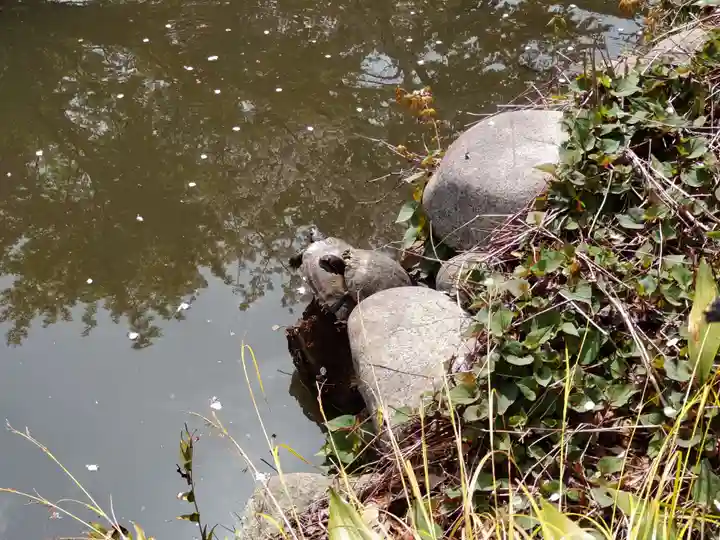 瀧泉寺(目黒不動尊)の動物
