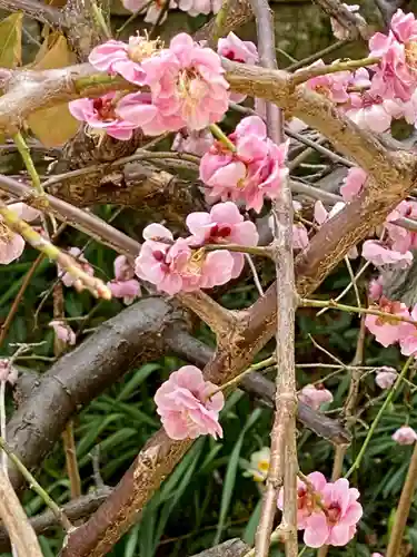 賀茂神社の自然