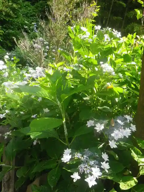 御霊神社の自然