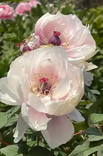 金蛇水神社の{uncategorized: "未分類", other: "その他", undefined: "問題あり", building: "その他建物", grave: "お墓", sacred_gate: "鳥居", guardian: "狛犬", statue: "像", buddha: "仏像", history: "歴史", nature: "自然", garden: "庭園", animal: "動物", pagoda: "塔", temizu: "手水舎", mountain_gate: "山門・神門", sanctuary: "本殿・本堂", subordinate: "末社・摂社", art: "芸術", scenery: "景色", jizo: "地蔵", ema: "絵馬", goshuin: "御朱印", omikuji: "おみくじ", items: "授与品その他", amulet: "お守り", goshuincho: "御朱印帳", eats: "食事", festival: "お祭り", votive_dance: "神楽", shichigosan: "七五三参", wedding: "結婚式", experience: "体験その他", initially: "初詣", around: "周辺", anti_infection: "感染症対策"}