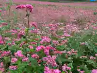 一宮神社(長野県)