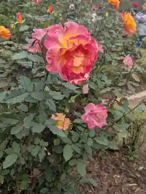 駒込妙義神社(東京都)
