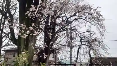 代田八幡神社の自然
