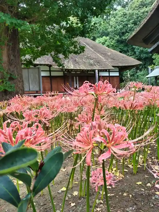 横浜 西方寺の自然