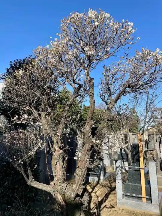 瑞泰寺の{uncategorized: "未分類", other: "その他", undefined: "問題あり", building: "その他建物", grave: "お墓", sacred_gate: "鳥居", guardian: "狛犬", statue: "像", buddha: "仏像", history: "歴史", nature: "自然", garden: "庭園", animal: "動物", pagoda: "塔", temizu: "手水舎", mountain_gate: "山門・神門", sanctuary: "本殿・本堂", subordinate: "末社・摂社", art: "芸術", scenery: "景色", jizo: "地蔵", ema: "絵馬", goshuin: "御朱印", omikuji: "おみくじ", items: "授与品その他", amulet: "お守り", goshuincho: "御朱印帳", eats: "食事", festival: "お祭り", votive_dance: "神楽", shichigosan: "七五三参", wedding: "結婚式", experience: "体験その他", initially: "初詣", around: "周辺", anti_infection: "感染症対策"}