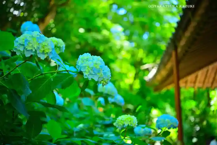 明月院(神奈川県)