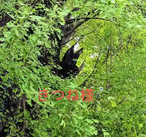 飛木稲荷神社の自然