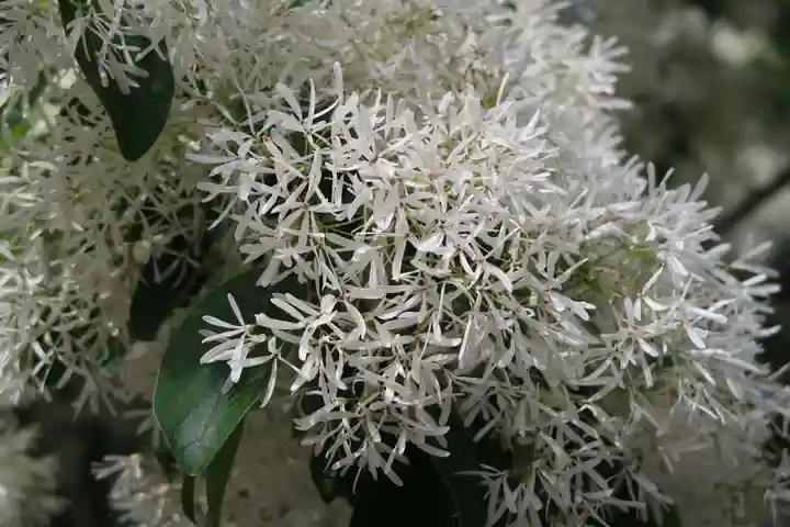 沙沙貴神社の自然