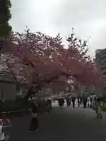 五條天神社の自然