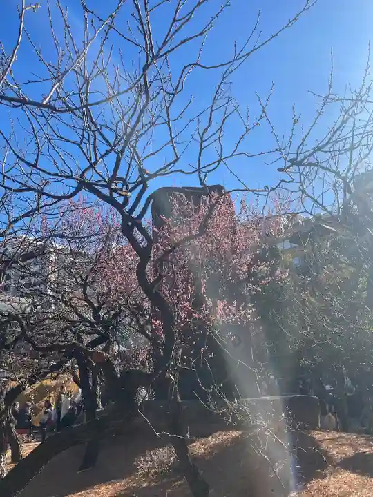 湯島天満宮(東京都)