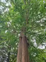 越谷香取神社の自然