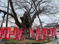 秩父今宮神社の自然