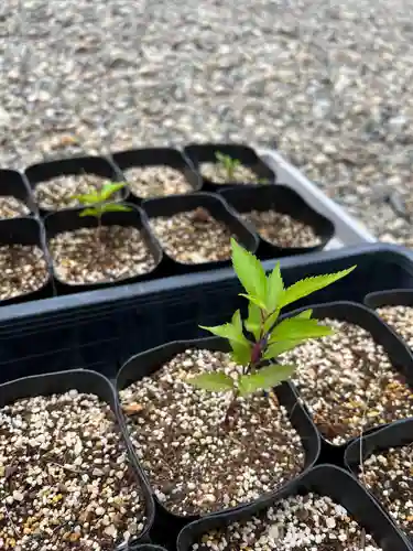 手力雄神社(岐阜県)
