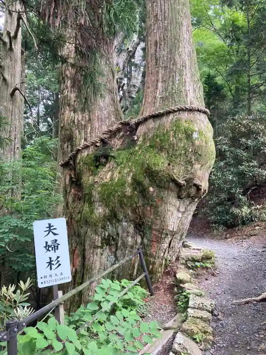玉置神社の自然
