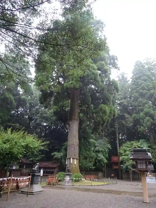 狭野神社の自然