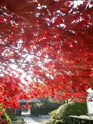 浄光明寺の自然
