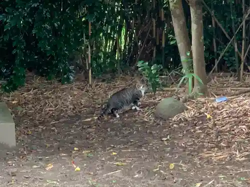 御霊大権現の動物