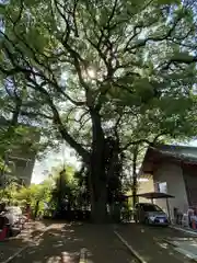 玉川神社(東京都)