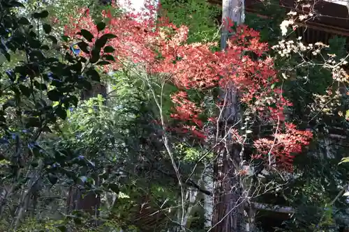 秩父札所三十二番　法性寺の自然