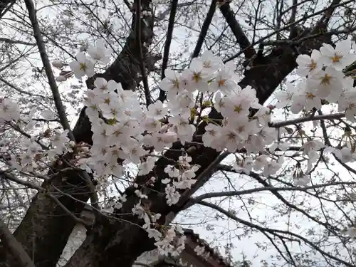 伏木香取神社の自然