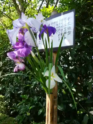 明月院(神奈川県)