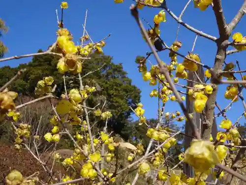 横浜　西方寺の自然