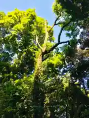 楯縫神社の自然