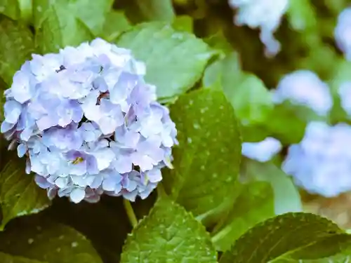 鷲宮神社(埼玉県)