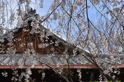 本満寺（本願満足寺）の自然