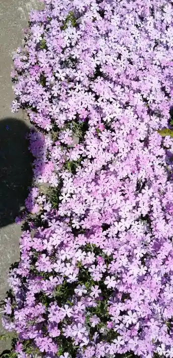 阿蘇白水龍神權現~白蛇神社~の自然