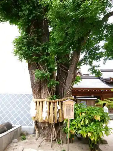 櫛田神社の自然
