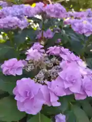 尼崎えびす神社の自然